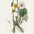 Art Prints of Coltsfoot (tussilago Farfara) Medical Botany