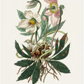 Art Prints of Christmas Rose (helleborus Niger) Medical Botany