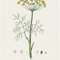 Art Prints of Dill (anethum Graveolens) Medical Botany