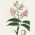Art Prints of Geoffroya Inermis Medical Botany