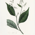 Art Prints of Gum Benjamin Tree (styrax Benzoin Medical Botany