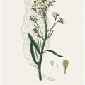 Art Prints of Horseradish (cochlearia Armoracia) Medical Botany