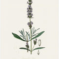 Art Prints of Lavender (lavandula Ipica) Medical Botany