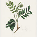 Art Prints of Lentisk (pistacia Lenitiscus) Medical Botany