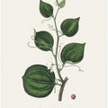 Art Prints of Lmilax Larsaparilla Medical Botany