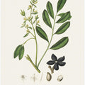 Art Prints of Lualsia Simarula Medical Botany