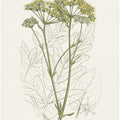 Art Prints of Opobalsam (pastinaca Opopanax) Medical Botany