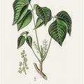 Art Prints of Poison Ivy (rhus Toxicodendron) Medical Botany