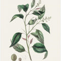 Art Prints of Purging Croton (croton Tiglium) Medical Botany