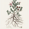 Art Prints of Rhatany (krameria Triandrea) Medical Botany