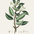 Art Prints of Wintera Aromatica Medical Botany