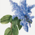 Art Prints of California Lilac (1935)