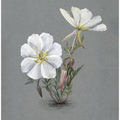 Art Prints of Giant Helleborine (1880)