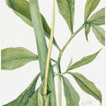 Greendragon (1920)