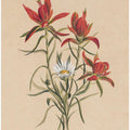 Art Prints of Indian Paintbrush (1883)