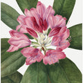 Art Prints of Mountain Rose Bay (1932)