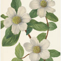 Art Prints of Pacific Dogwood