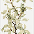 Silverberry (1922)
