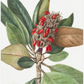 Art Prints of Southern Magnolia (1923)
