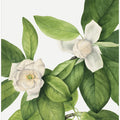 Art Prints of Sweetbay (1927)