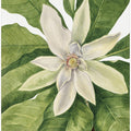 Art Prints of Umbrella Tree (1932)