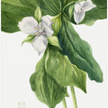 Art Prints of Wake Robin (1939)