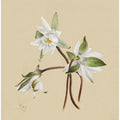 Art Prints of Water Lilies (1879)