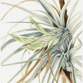 Art Prints of Wild Pineapple (1921)
