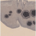 Study N°7 | Epidermis