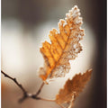 Autumnimpressionno2