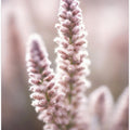 Art Prints of Naturedetailno2