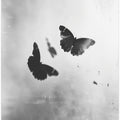Shadowed Flight