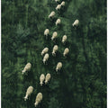 Sheep's Journey Home