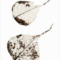 Fallen Leaves #2