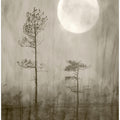 Moonlight Moor