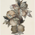 Pomegranate (1867) Rufus King