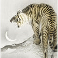 Roaring Tiger