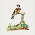 European Goldfinch