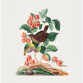 Eurasian Wren