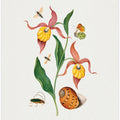 Lady's slipper orchid
