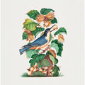 Beautiful Nuthatch