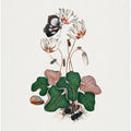 Cyclamen
