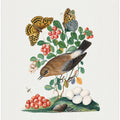 Northern Wheatear