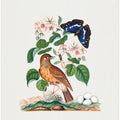 Flycatcher