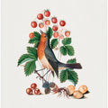 European Robin and Wild Strawberry