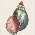Agate Bulla