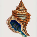 Shell Club Shaped