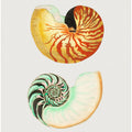 Great Nautilus