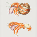 Diogenes Crab