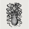 Eight Armed Cuttlefish